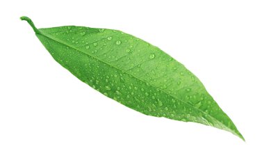 Portakal ağacı yaprak yeşil