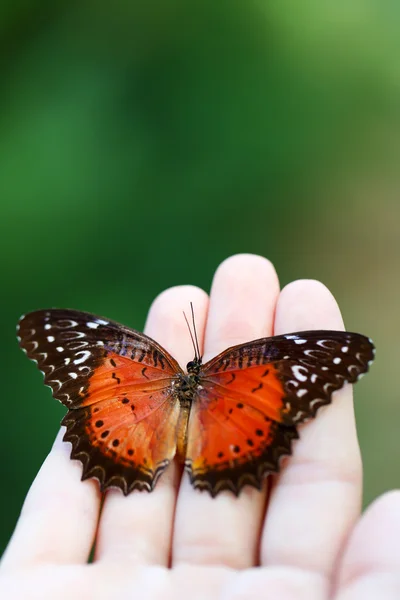 Butterfly in female hand — Stock Photo, Image