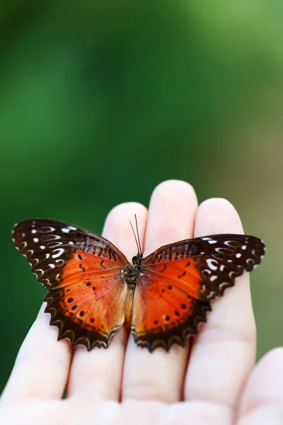Fjäril i kvinnlig hand — Stockfoto