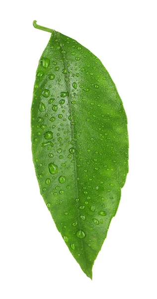 Green leaf of orange tree — Stock Photo, Image