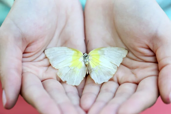 여성의 손에 나비 — 스톡 사진