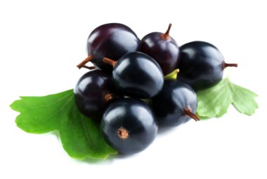 vahşi Siyah frenk üzümü  