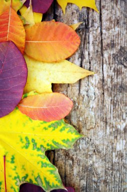 sonbahar yaprakları arka plan