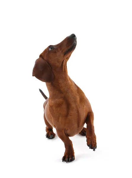 Dachshund isolated on white. — Stock Photo, Image