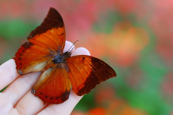 Farfalla colorata in mano femminile — Foto Stock