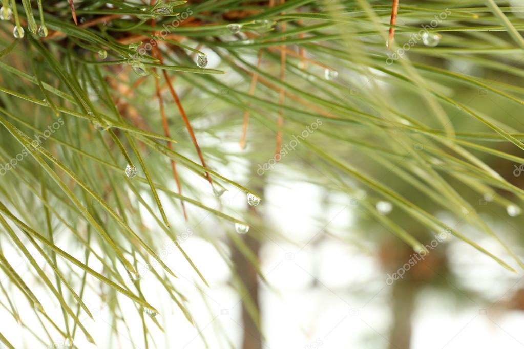 Green pine needles with drops