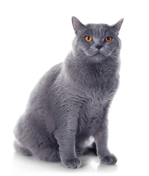 Gato gris de pelo corto — Foto de Stock