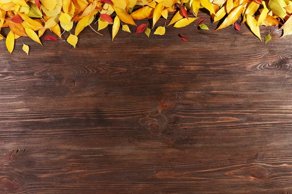 sonbahar yaprakları arka plan