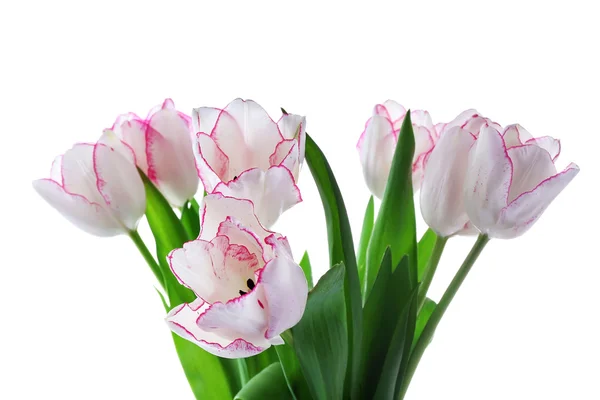 Bouquet of fresh tulips — Stock Photo, Image