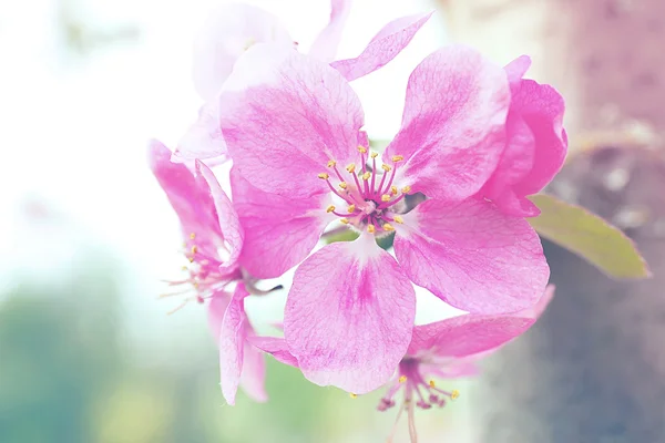春の花が咲き — ストック写真
