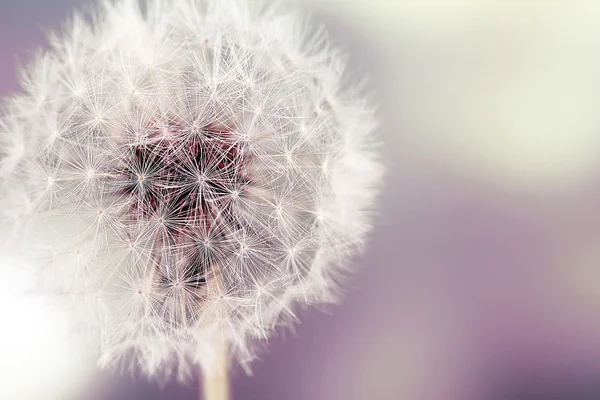 Dandelion seed head — Stock Photo, Image