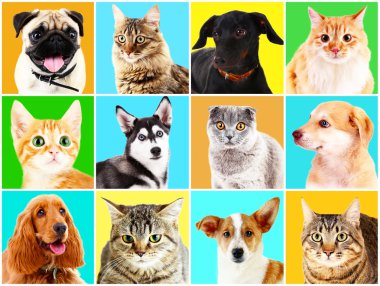 Köpek ve kedi Portreler