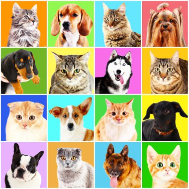 Köpek ve kedi Portreler