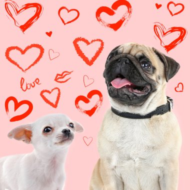 İki köpek renk arka plan üzerinde birlikte