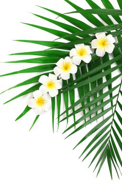 palmiye yaprakları, portre