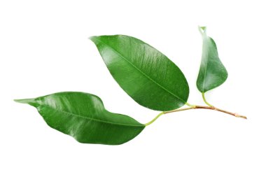 Kauçuk ağacı yaprakları