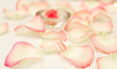 beyaz çiçek yaprakları