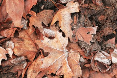 farklı kuru yapraklar 