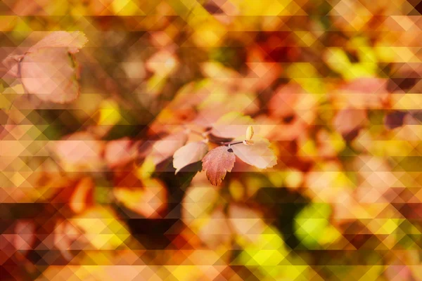 Mooie gele herfstbladeren — Stockfoto