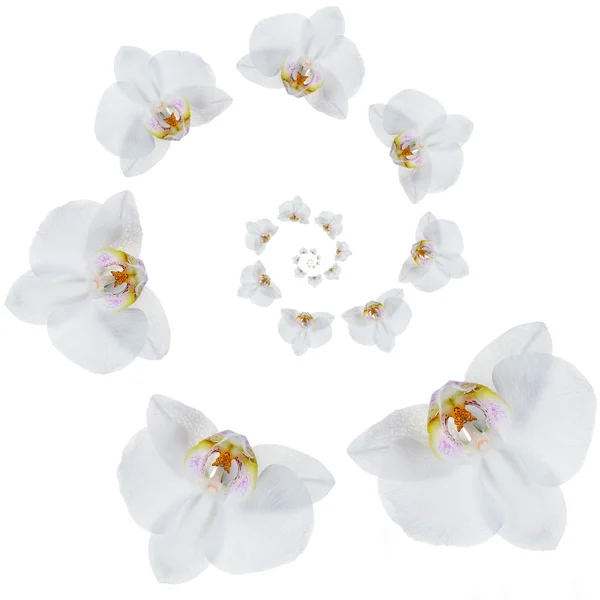 Kwiaty Orchid spirali na białym tle — Zdjęcie stockowe