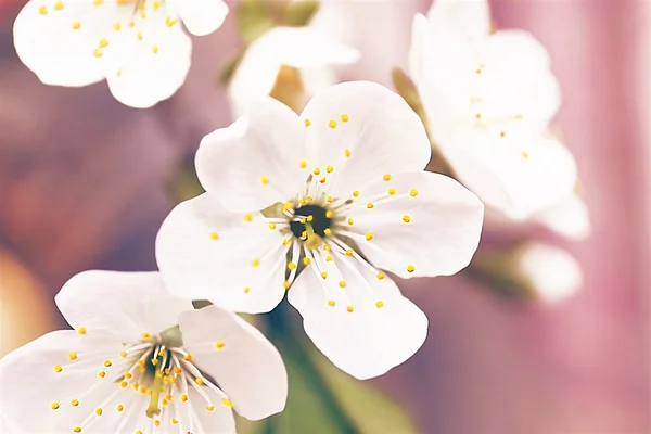 Prachtige lente bloesem — Stockfoto