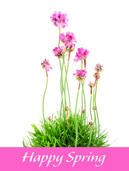 Schöne Blumen mit grünem Gras — Stockfoto