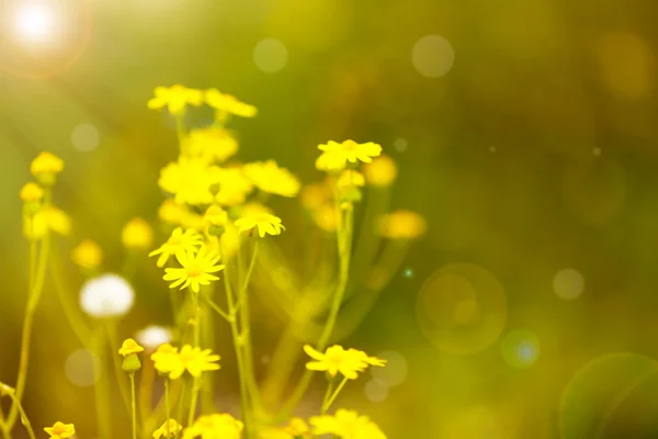 Flores no prado com luz solar — Fotografia de Stock