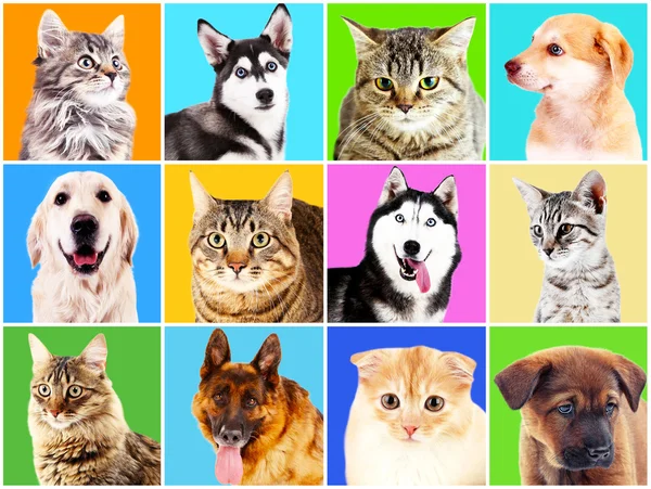 Honden en katten portretten — Stockfoto