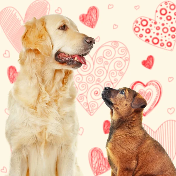 Zwei Hunde zusammen auf farbigem Hintergrund — Stockfoto