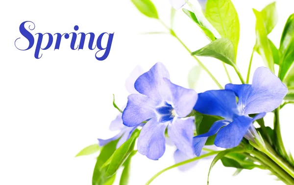 Periwinkle and spring text — Stock Photo, Image