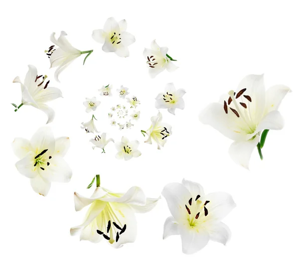꽃 꽃잎 나선형 절연 — 스톡 사진