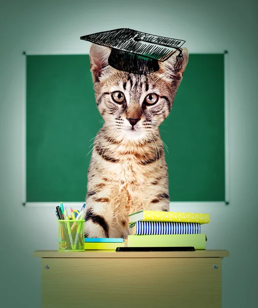 Gato sentado en un escritorio de la escuela — Foto de Stock