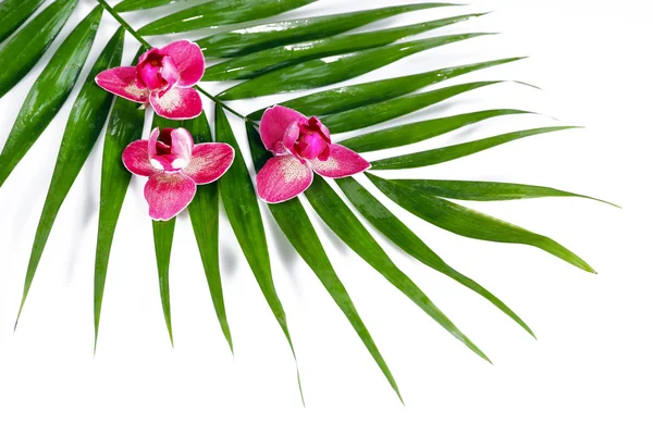 Orchid blommor och palmblad — Stockfoto