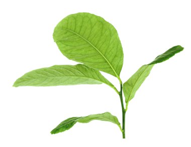 Narenciye yeşil yaprakları 