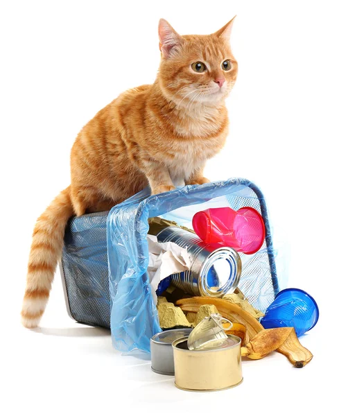 Gato y cesta de basura invertida — Foto de Stock