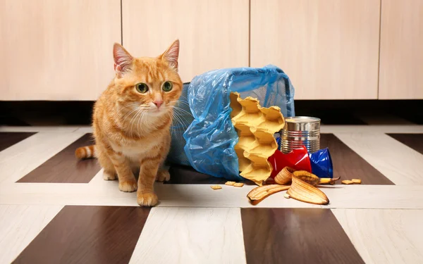 猫と倒立ごみバスケット — ストック写真
