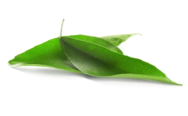 Fogliame verde — Foto Stock