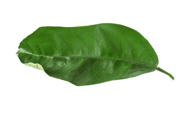 Zielona herbata liść — Zdjęcie stockowe