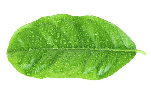 Hoja de cítricos verdes — Foto de Stock