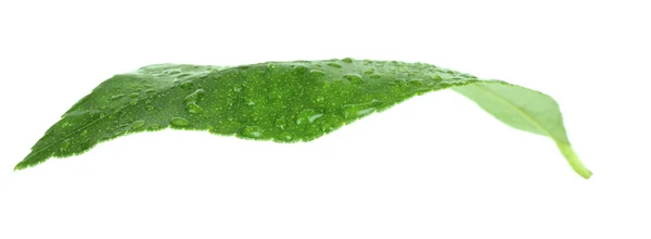 Hoja de cítricos verdes — Foto de Stock