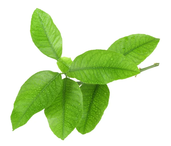 Zielone liście cytrusów — Zdjęcie stockowe