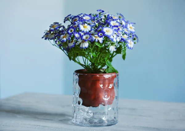 Frische Aschenbrödel in der Vase — Stockfoto