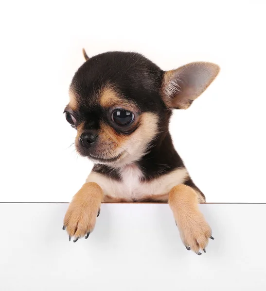 Small chihuahua puppy — Stock Photo, Image