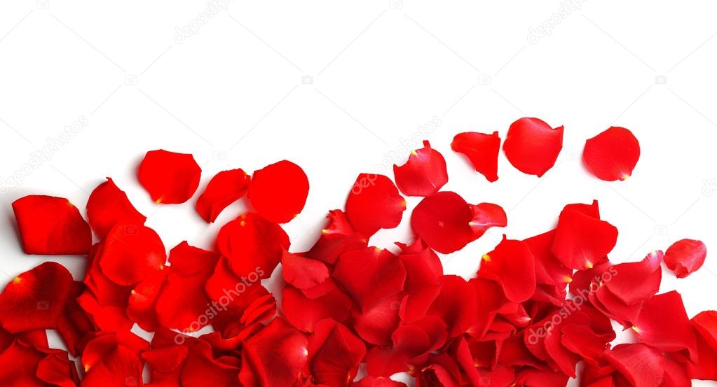 Red rose petals 