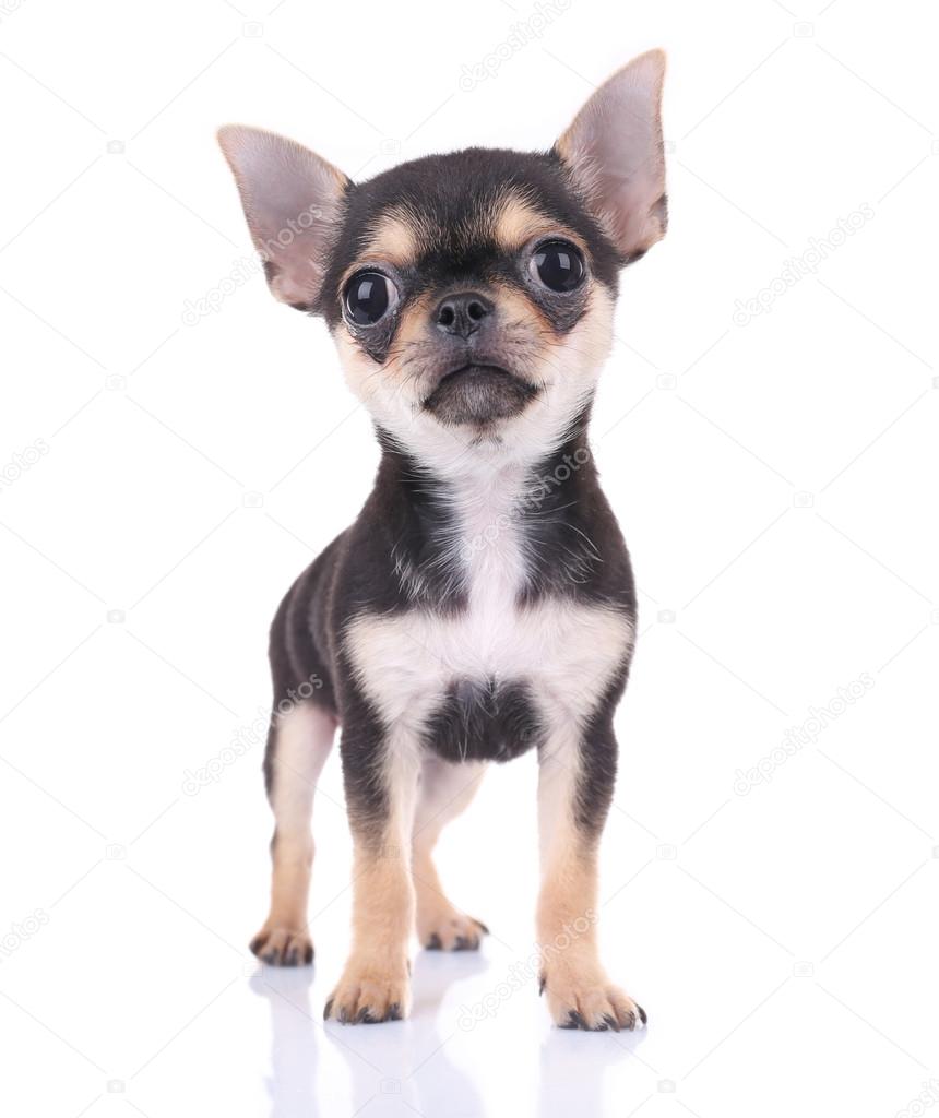 Small chihuahua puppy — Stock Photo © belchonock 107748702