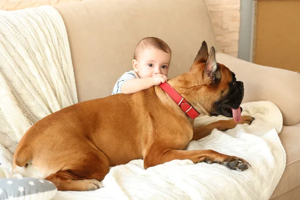 Pequeño niño con perro boxeador —  Fotos de Stock