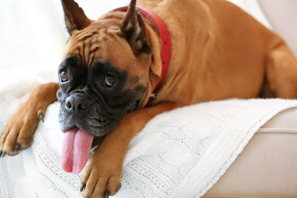 Boxer chien couché sur un canapé — Photo