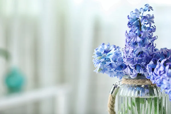 Hermosas flores de jacinto — Foto de Stock