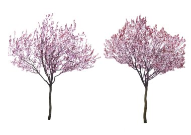Çiçek açması pembe ağaçlar