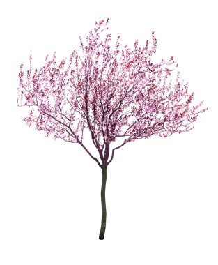 Pembe çiçek açması ağaç izole
